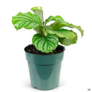 Calathea 'Orbifolia'