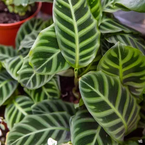 Calathea 'Zebrina'