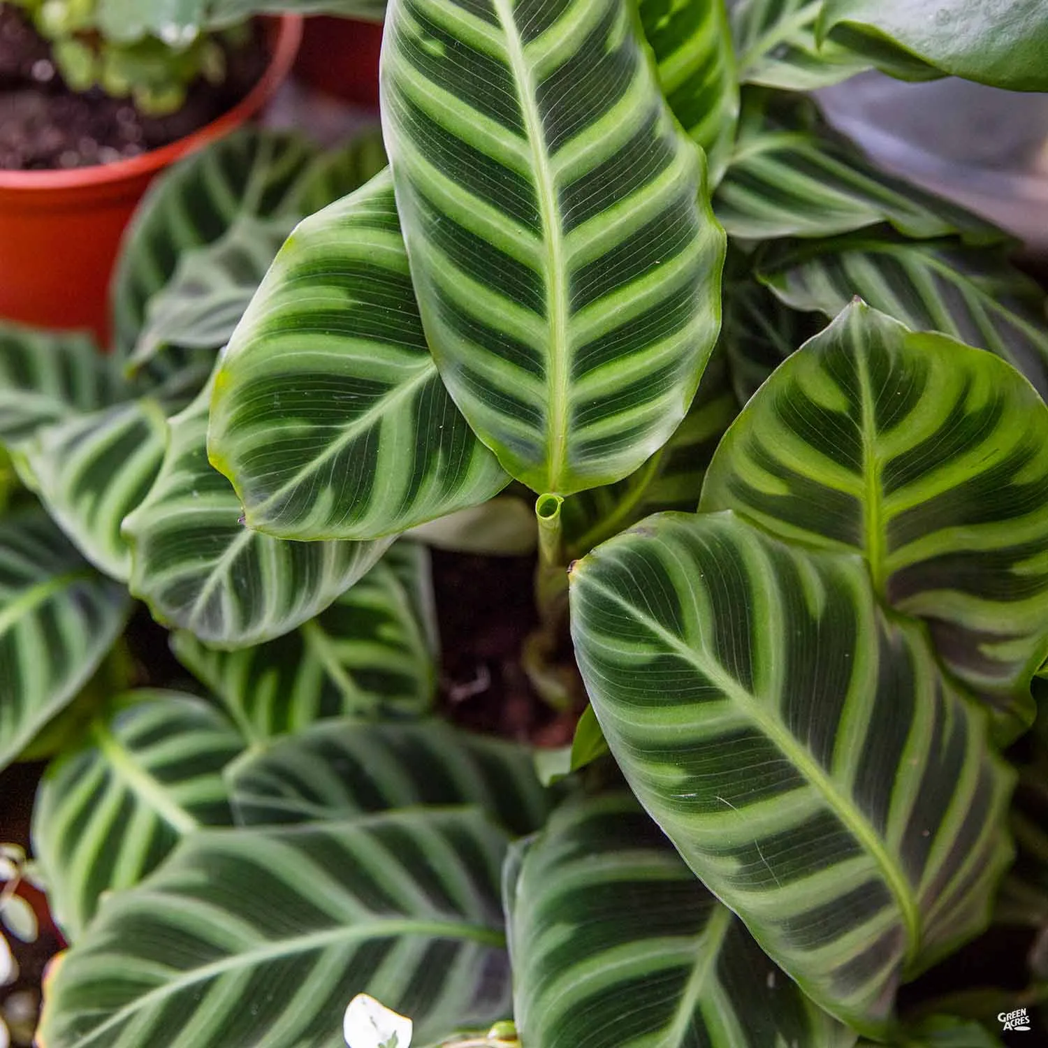 Calathea 'Zebrina'