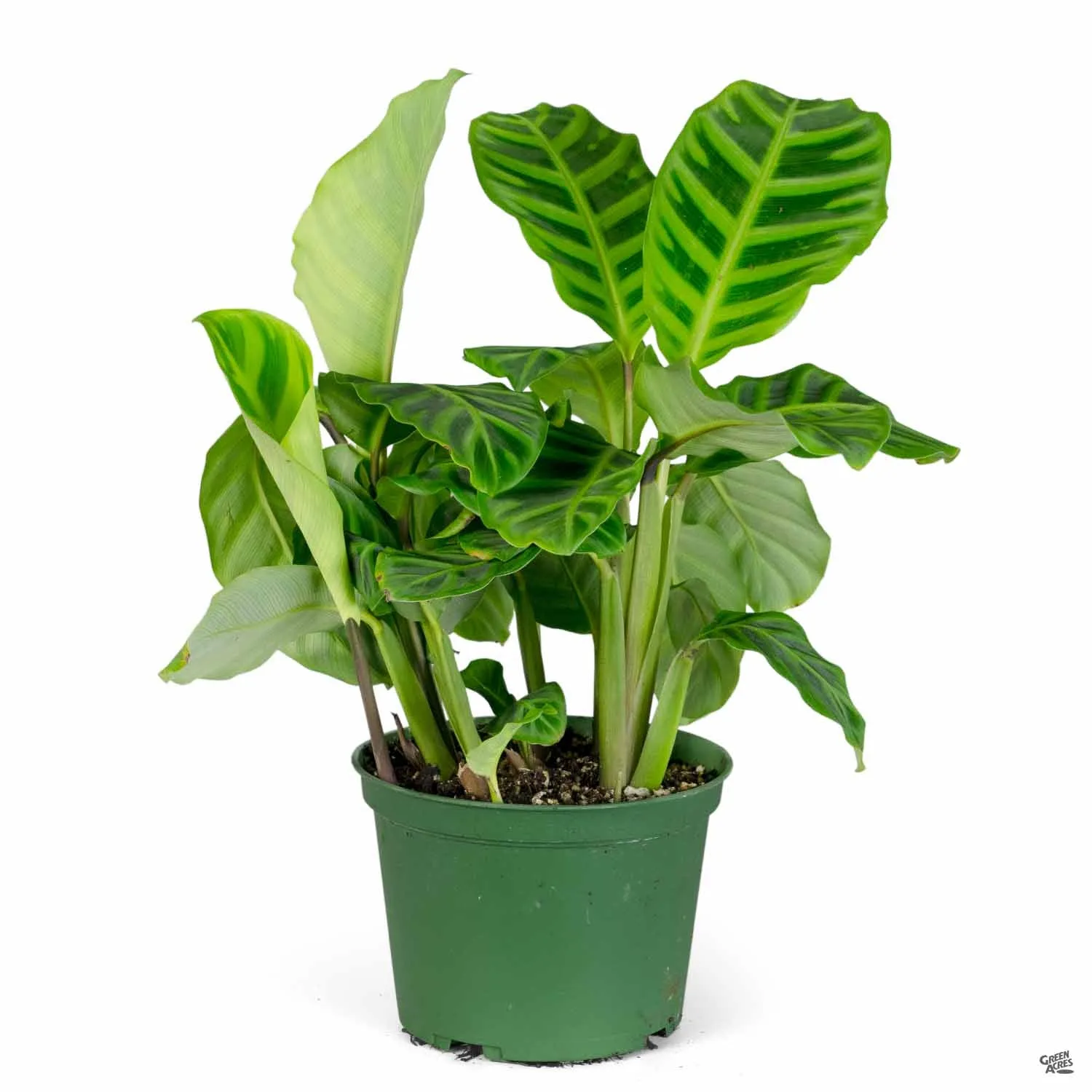 Calathea 'Zebrina'