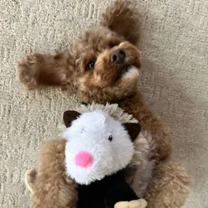 Tall Tails Dog Toys